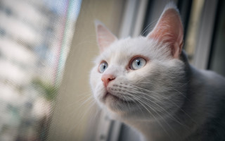 White cat window blurry background - a white cat free wallpaper