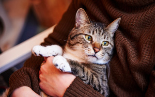 White cat lap sitting paw - its chest free wallpaper