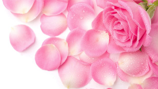 Pink rose water droplets rococo - rose free wallpaper