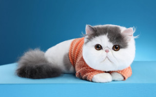 Cat sweater blue surreal photorealistic - a sweater free wallpaper