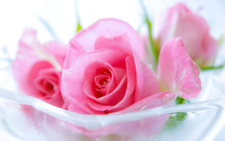 Pink rose glass bowl water - a table top free wallpaper