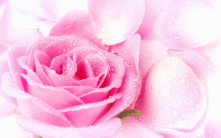 Pink rose water droplets macro 33 - petal free wallpaper