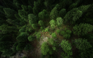 Forest dirtroad canopy dappled sunlight - looking free wallpaper