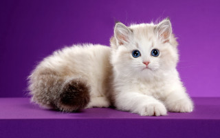 White cat blue eyes purple 2 - a purple background free wallpaper
