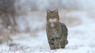 Cat snowy outdoor sad illustration - an illustration free wallpaper