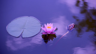 Pink flower lake leafy plant - a leafy plant free wallpaper