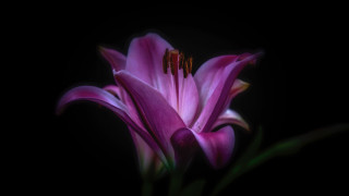 Purple flower black background green - a purple flower free wallpaper