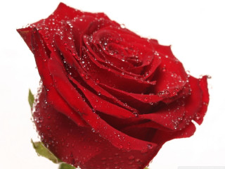 Red rose water droplets romantic 2 - a picture free wallpaper