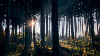 Sunshine forest ferns moon fireworks - a sun free wallpaper