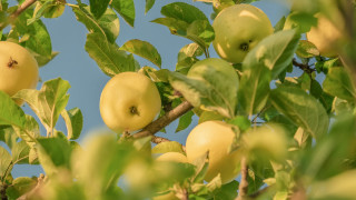 Green apples tree blue sky - free nature wallpaper