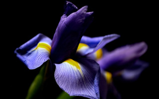 Purple flower yellow tips green - adobe lightroom free wallpaper