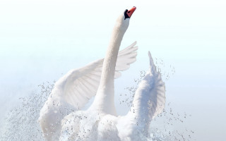 White swans matte painting gradient - the water together free wallpaper