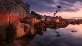 Rocky shore sunset reflection tree - bob thompson free wallpaper
