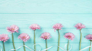 Pink flower ribbon blue background - pastel color free wallpaper