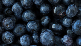 Blueberries brown spots black macro - blueberry free wallpaper