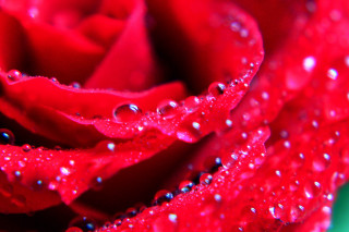 Red rose water droplets green 2 - a blue border free wallpaper
