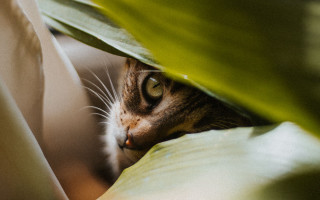 Cat peeking green leaves white - a white blanket free wallpaper