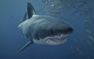 Great white shark fish neck - great free wallpaper