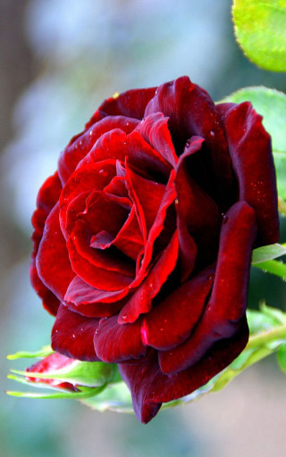 Red rose water droplets petals 4 - anne dunn free wallpaper
