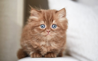 Kitten blue eyes couch white - a small kitten free wallpaper
