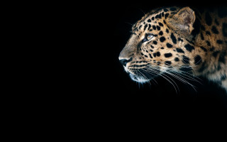 Leopard dark background highly detailed - digital painting free wallpaper