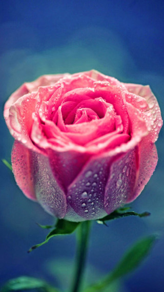 Pink rose water droplets gothic 4 - a pink rose free wallpaper