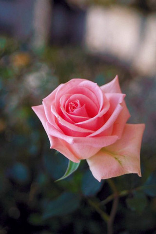 Pink rose garden macro blurry - anna maria barbara abesch free wallpaper
