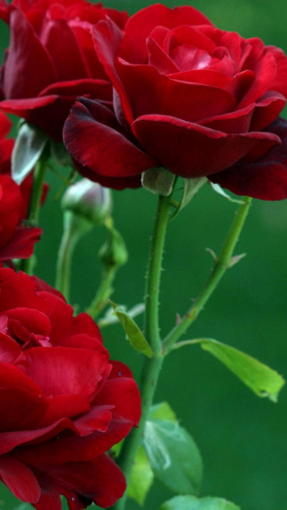 Red roses closeup stem leaves - felipe seade free wallpaper
