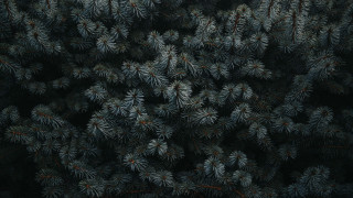 Pine trees forest greyscale nature - daniel lieske free wallpaper