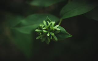 Green flower leaves macro shallow - the background and a blurry background behind free wallpaper