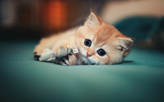 Kitten bed pillow mouse blue - its mouth free wallpaper