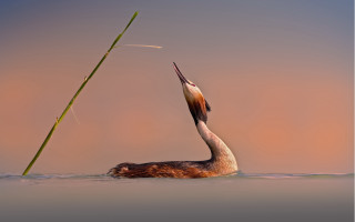 Bird swimming reed pink sky - its mouth free wallpaper