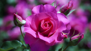 Pink rose blooming garden purple - rose free wallpaper