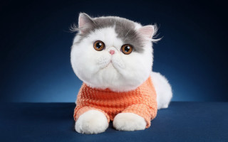 Cat sweater blue surface pop - a sweater free wallpaper