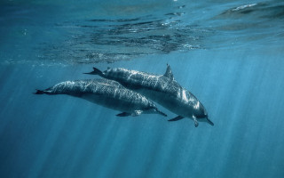 Dolphins underwater sunlight people ocean - sunlight free wallpaper