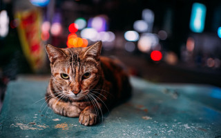Cat sitting street night blurry - night time free wallpaper for desktop
