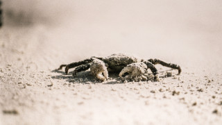 Crab sand dunes beach blurry - a crab free wallpaper