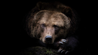 Brown bear sitting rock dark 3 - a brown bear free wallpaper