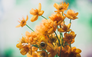 Yellow flowers vase autumn blurry - elinor proby adams free wallpaper