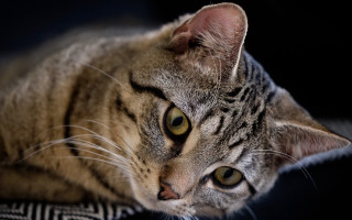 Cat pillow black background portrait - a pillow free wallpaper