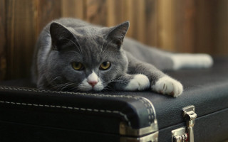 Cat black suitcase table wooden - wooden free wallpaper