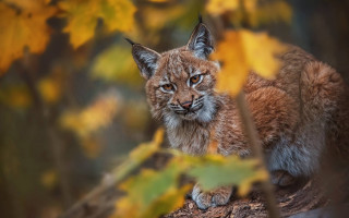 Lynx branch autumn bokeh wildlife - yellow leaf free wallpaper
