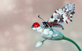 Butterfly ladybug flower snow pink - white dot free wallpaper