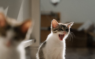 Cat yawning mirror blurry depth - its mouth open free wallpaper