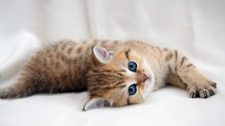 Kitten white floor blue eye - a white sheet free wallpaper