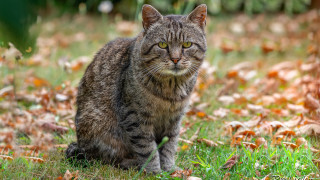 Sad cat grass dandelion outdoors - neoplasticism free wallpaper