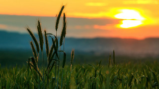 Sunset grass field clouds horizon 2 - the sun free wallpaper for desktop