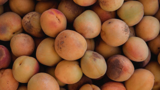 Peach brown spots yellow top - spot free wallpaper