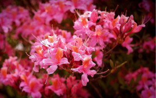 Pink sakura blossoms flowers garden - the sun free wallpaper