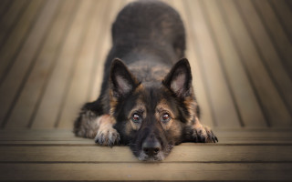 Dog wooden floor head ground - his head on free wallpaper
